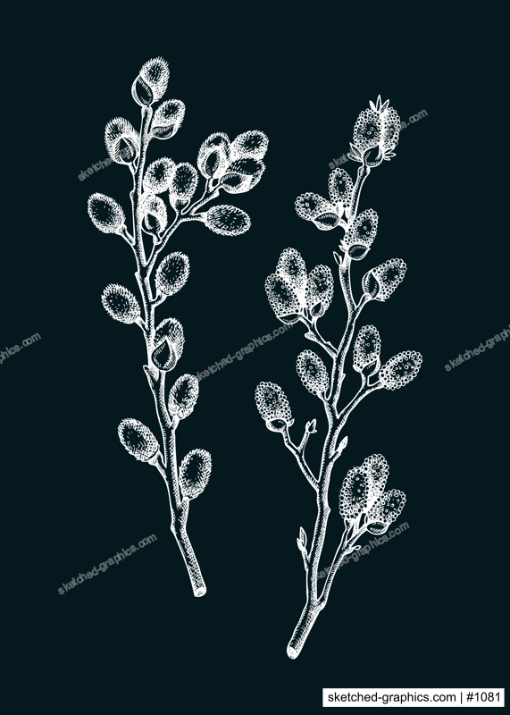 Willow blossom sketch in engraved style. Flowering branches with flowers and buds. Two white contoured floral drawing on chalkboard. Botanical vector illustration of spring tree. 