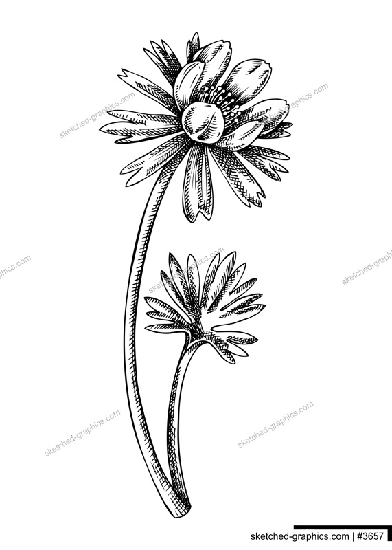 Winter aconite flower sketch in engraved style. Floral branch with buds and leaves. Black contoured  buttercup draw. Botanical vector illustration of spring woodland plant isolated on white background