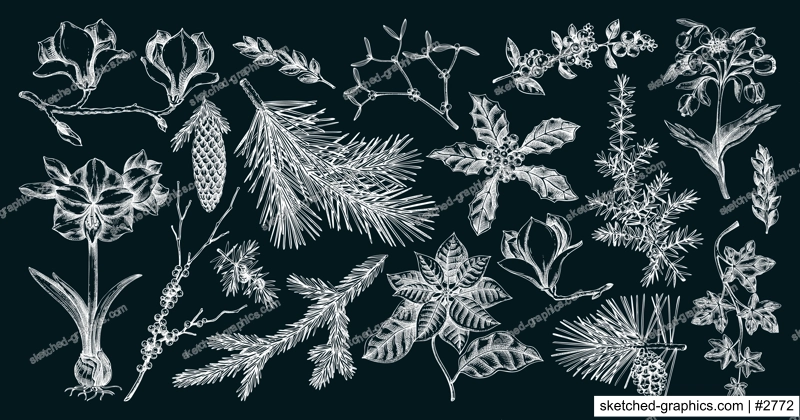 Winter flower, conifer trees, evergreen plants sketches. Vintage Christmas design elements on chalkboard. Hand drawn vector illustration. NOT AI generated