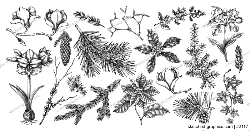 Winter flower, conifer trees, evergreen plants sketches. Vintage Christmas design elements. Hand drawn vector illustration. NOT AI generated