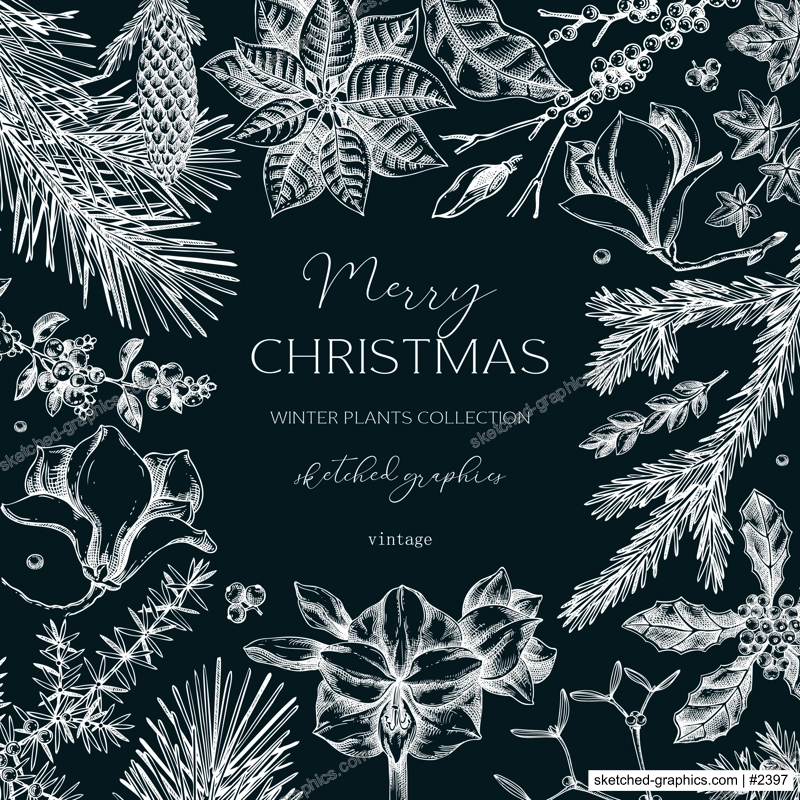 Winter nature frame design. Christams card template. Conifer trees, winter flowers sketches. Hand-drawn vector illustration on chalkboard. NOT AI generated