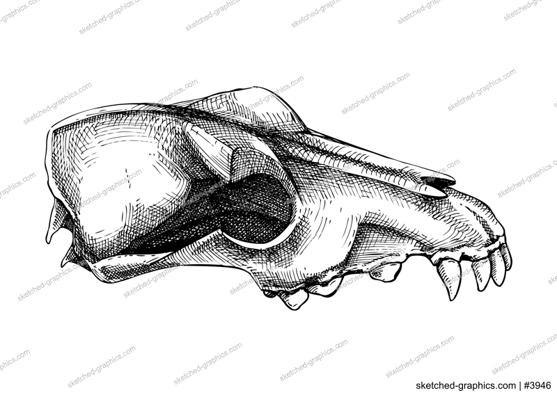 Hand drawn magical occult element in graphic style. Halloween design element. Animal bones, wolf scull sketch isolated on white. Vector magic illustration for witchcraft, alchemy, Halloween decor. 
