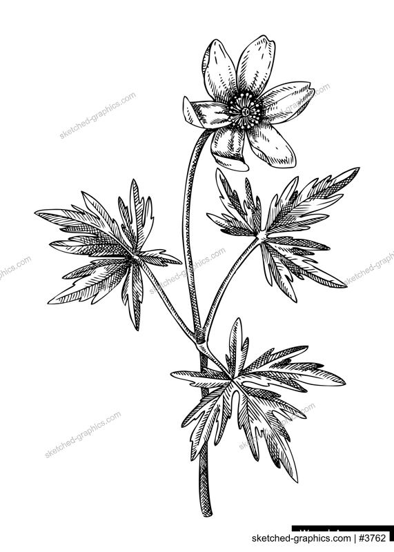 Wood anemone flower sketch in engraved style. Floral branch with buds and leaves. Black contoured buttercup drawing. Botanical vector illustration of spring woodland plant isolated on white background