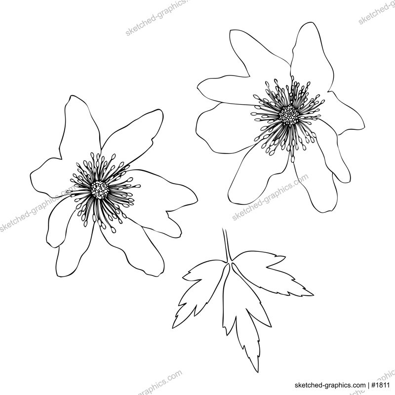 Line art Wood anemone illustration. Elegant drawing of summer flowers. Hand-drawn Wood anemone bud.  Floral line drawing on white background. Wood anemone outline for a wedding or brand design