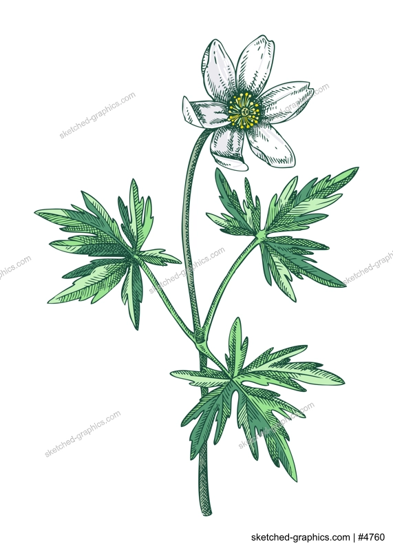 Wood anemone sketch in color. Buttercup floral drawing. Hand drawn vector illustration. Spring woodland flower, wildflowers flower sketch in engraved style.