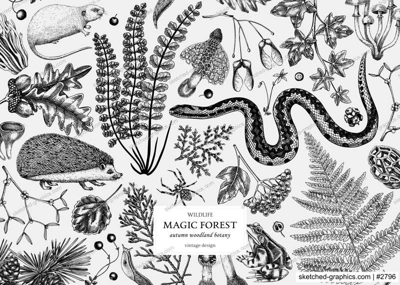 Vintage banner with woodland animals, ferns, mushrooms, fall leaves and autumn plant sketch. Botanical design template in engraved style. Hand drawn autumn forest background. Vector illustration