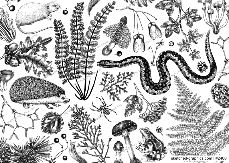 Vector banner with woodland animals, ferns, mushrooms, fall leaves and autumn plant sketch. Beautiful botanical design template in vintage style. Hand drawn autumn forest background for print