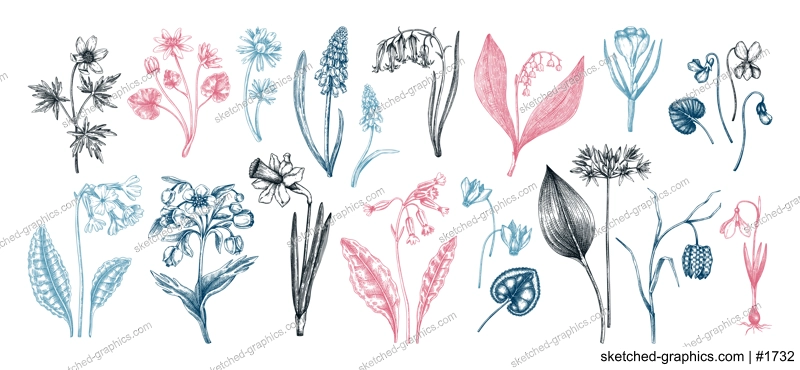 Botanical collection of garden floral plants. Cowslip, bluebell, grape hyacinth, hellebore, fritillary, violet sketches isolated on white background. Vector illustrations of woodland wildflowers