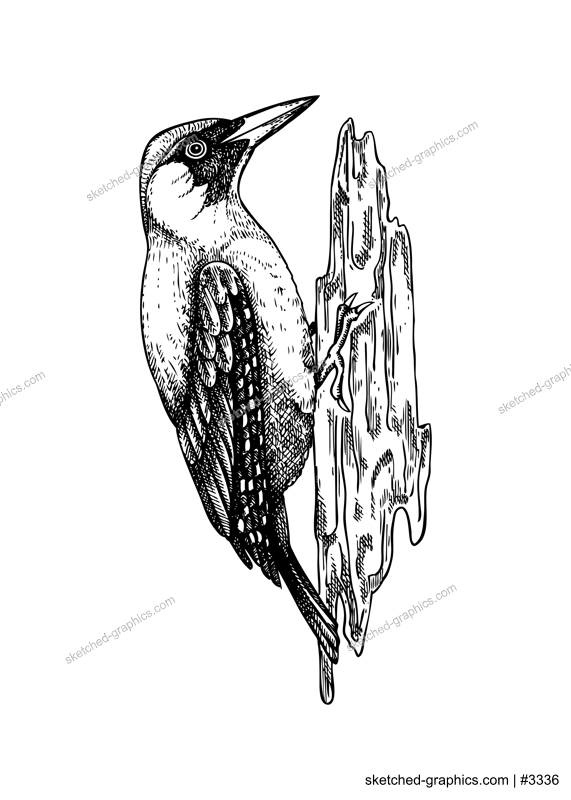 Woodpecker vector sketch. Hand drawn wildlife illustration. Forest bird in engraved style. NOT AI generated