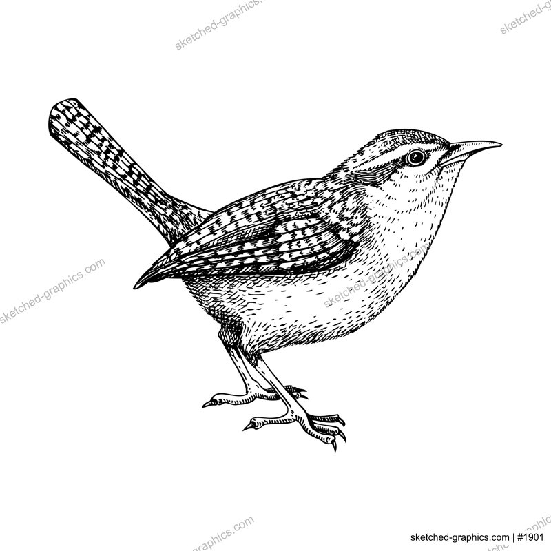 Wren vector sketch. Hand drawn wildlife illustration in engraved style. Passerine bird isolated on white background. Black and white animal drawing for print, poster, card, cover.