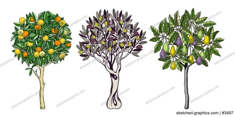 Sketched trees set with decorative fruit, leaves and branches in engraving style. Hand-drawn yuzu, avocado and olive illustrations collection. Botanical drawings in color