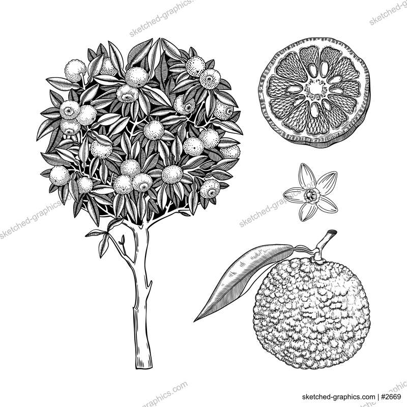  Sketched yuzu set with decorative tree, fruit, leaves, and flowers in engraving style. Hand drawn citrus plant illustrations collection. Asian citron botanical drawing. Juicy healthy food sketch.