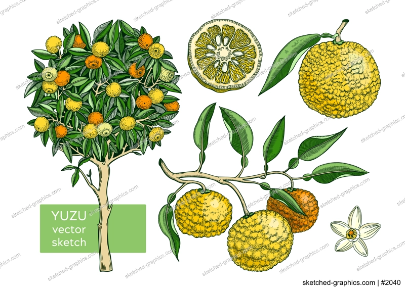 Yuzu set with decorative tree, branch, fruit, leaves, and flowers in engraving style. Exotic plant illustrations collection in color. Citrus tree botanical drawing. Vegetarian food sketches