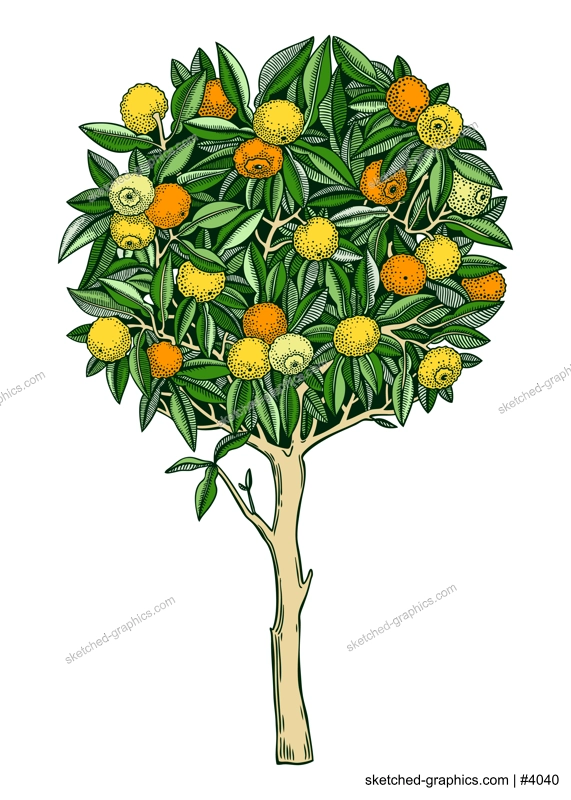 Hand drawn yuzu illustration in color. Japanese citrus tree with fruit, leaves, and branches in engraving style. Sketched Asian citron botanical drawing. Decorative garden plant sketch.