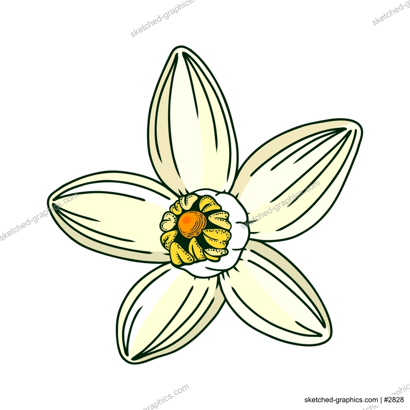 Hand-drawn yuzu flower illustration in color. Floral vector element in engraving style. Citrus fruit flower isolated on white background. Delicate botanical drawing line art