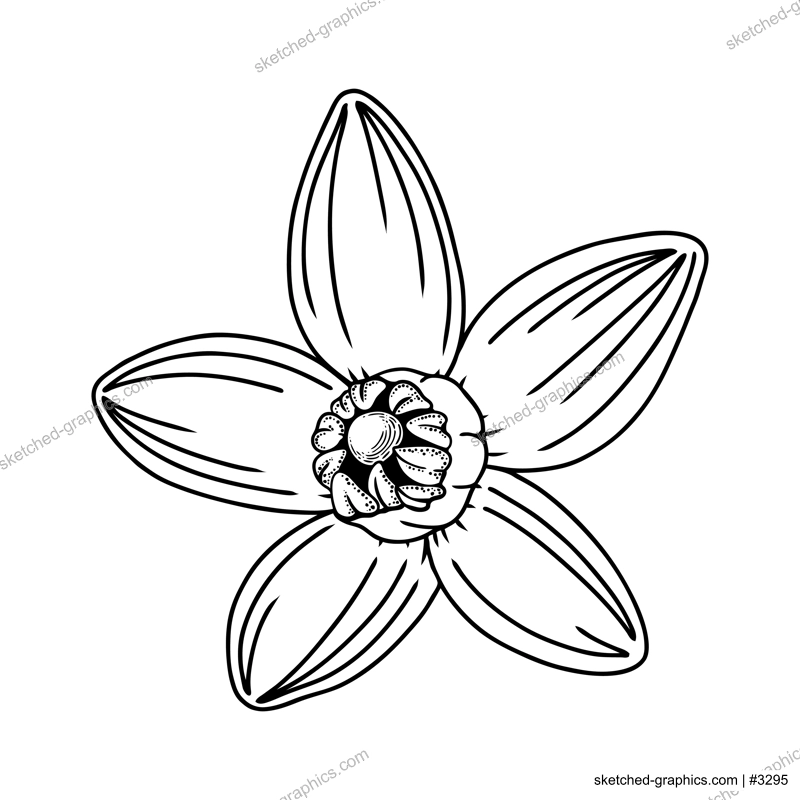 Hand drawn yuzu flower illustration. Floral vector element in engraving style. Sketched citrus fruit flower isolated on white background. Delicate botanical drawing