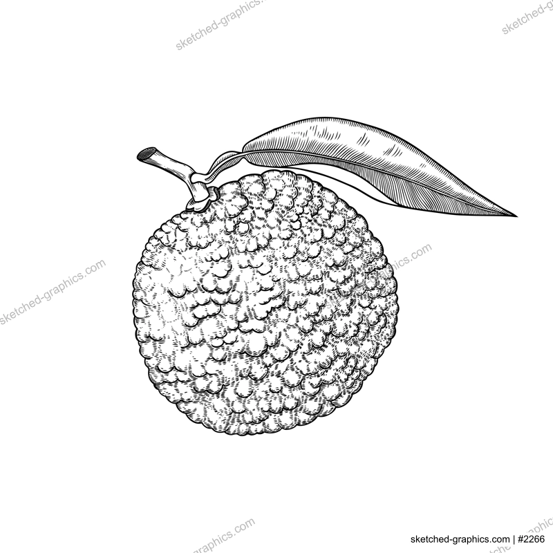 Hand drawn yuzu illustration. Monochrome vector fruit in engraving style. Sketched citrus plant  fruit with leaves isolated on white background. Ripe juicy food. Botanical  drawing