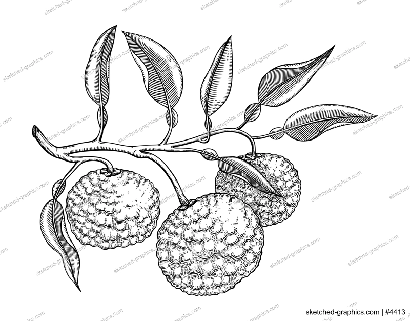 Hand drawn yuzu illustration. Monochrome vector fruit in engraving style. Sketched citrus plant with branches, fruit, and leaves isolated on white background. Ripe juicy food drawing