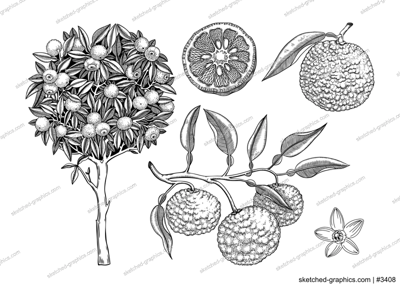  Sketched yuzu tree illustration. Hand drawn set of citrus fruit, leaves, branches and flowers in engraving style. Asian citron botanical drawings set. Decorative exotic  plant sketches collection