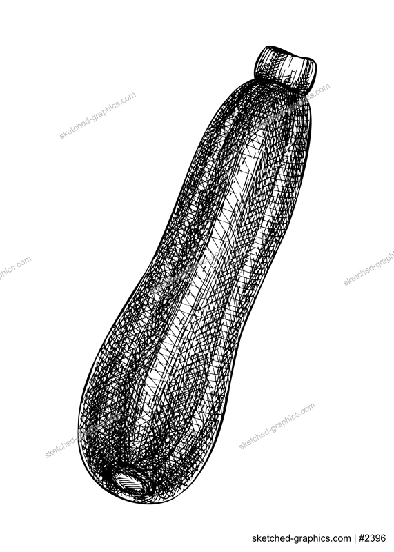 Fresh Zucchini sketch. Hand-sketched Vegetable illustration. Healthy food plant. Vector drawing of raw cultivated marrow. Prefect for grocery, markets, packaging, recipes, menus design.